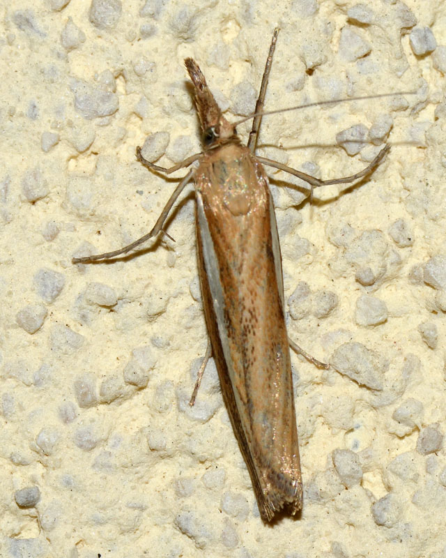 Crambidae Agriphila tristella ?